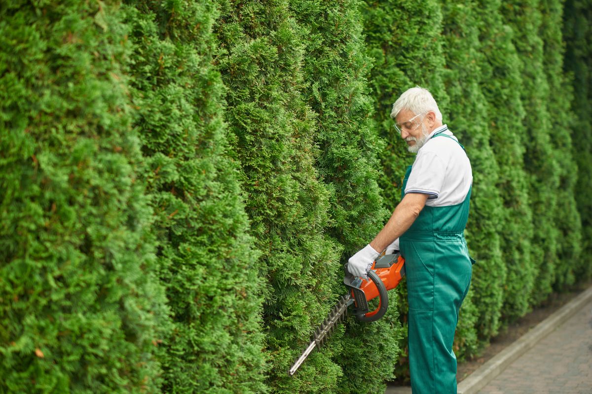 A man in green overalls trims a large hedge.